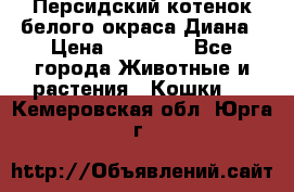 Персидский котенок белого окраса Диана › Цена ­ 40 000 - Все города Животные и растения » Кошки   . Кемеровская обл.,Юрга г.